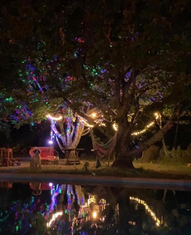 Alma Nativa Hostel Pucón Zewnętrze zdjęcie